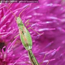 Attēlu rezultāti vaicājumam “Myrmus miriformis”