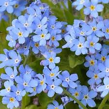 Image result for Vergissmeinnicht