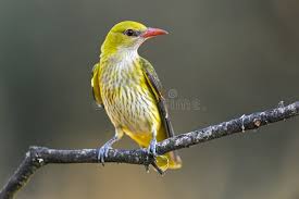 Attēlu rezultāti vaicājumam “Oriolus oriolus female”