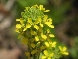 Attēlu rezultāti vaicājumam “Erysimum hieracifolium”