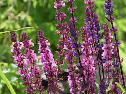 Attēlu rezultāti vaicājumam “Salvia nemorosa fruit”