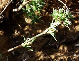 Attēlu rezultāti vaicājumam “Scleranthus annuus flower”