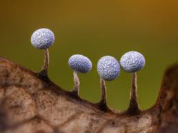 Attēlu rezultāti vaicājumam “Physarum cf. diderma macro”