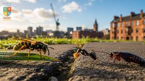 Image result for East Kilbride Wasps