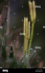 Attēlu rezultāti vaicājumam “Clastoderma debaryanum macro”