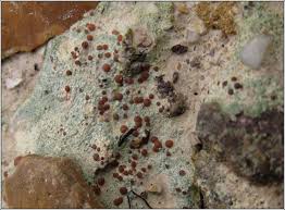 Attēlu rezultāti vaicājumam “Trapelia coarctata”