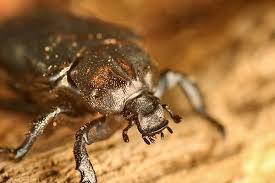 Attēlu rezultāti vaicājumam “Osmoderma barnabita”