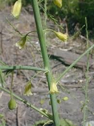 Attēlu rezultāti vaicājumam “Asparagus officinalis leaf”