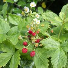 Attēlu rezultāti vaicājumam “Fragaria viridis”