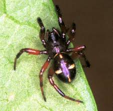 Attēlu rezultāti vaicājumam “Phylloneta cocoon”