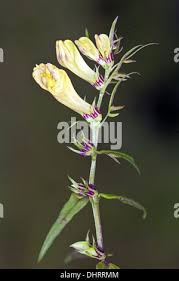 Attēlu rezultāti vaicājumam “Melampyrum pratense flower”