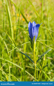 Attēlu rezultāti vaicājumam “Gentiana pneumonanthe flower”
