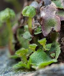 Attēlu rezultāti vaicājumam “Preissia quadrata”