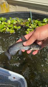 Image result for Ameiurus catus