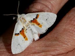 Attēlu rezultāti vaicājumam “Leucodonta bicoloria”