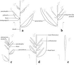 Attēlu rezultāti vaicājumam “Carex sylvatica fruit”