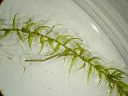 Attēlu rezultāti vaicājumam “Drepanocladus aduncus”