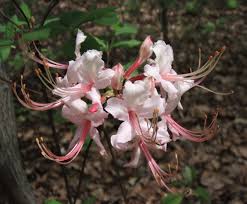 Attēlu rezultāti vaicājumam “Rhododendron periclymenoides flower”