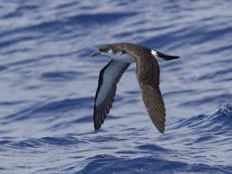 Image result for Puffinus puffinus