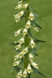 Image result for Digitalis lutea