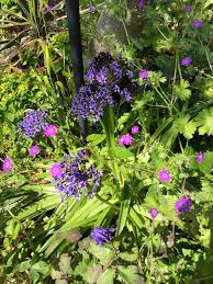 Attēlu rezultāti vaicājumam “Geranium pyrenaicum flower”