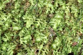 Attēlu rezultāti vaicājumam “Scapania nemorea”