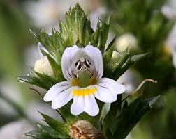 Attēlu rezultāti vaicājumam “Euphrasia”