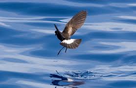 Image result for Oceanites oceanicus