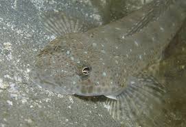 Image result for Platycephalus speculator