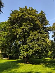 Attēlu rezultāti vaicājumam “Acer platanoides fo. schwedleri”