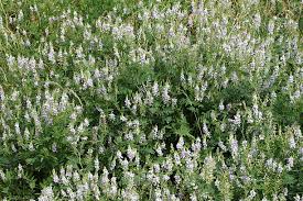 Attēlu rezultāti vaicājumam “Vicia sylvatica flower”