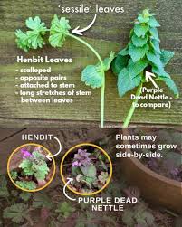 Attēlu rezultāti vaicājumam “Lamium amplexicaule leaf”