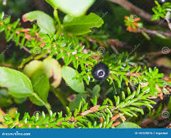 Attēlu rezultāti vaicājumam “Empetrum nigrum leaf”