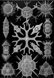 Image result for ernst haeckel