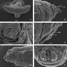 Attēlu rezultāti vaicājumam “Drepanosiphum platanoidis exuvia”