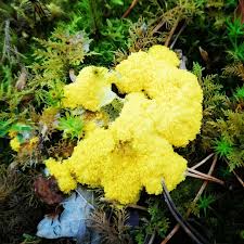 Attēlu rezultāti vaicājumam “Fuligo septica var. candida”