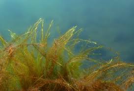 Attēlu rezultāti vaicājumam “Warnstorfia fluitans”