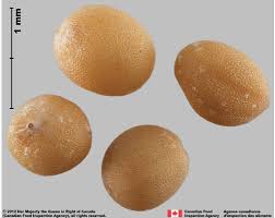 Attēlu rezultāti vaicājumam “Sinapis alba leaf”