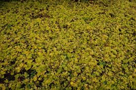 Attēlu rezultāti vaicājumam “Lysimachia nummularia leaf”