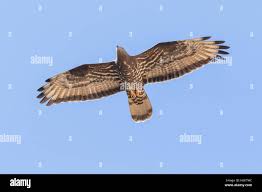 Attēlu rezultāti vaicājumam “Pernis apivorus”