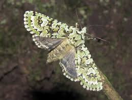 Attēlu rezultāti vaicājumam “Griposia aprilina”