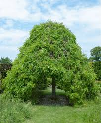 Attēlu rezultāti vaicājumam “Fraxinus excelsior Pendula female flower”