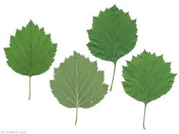 Attēlu rezultāti vaicājumam “Crataegus submollis”