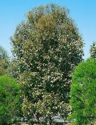 Attēlu rezultāti vaicājumam “Populus x berolinensis”