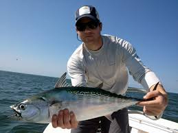 Image result for Euthynnus alletteratus