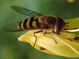 Attēlu rezultāti vaicājumam “Syrphus torvus”