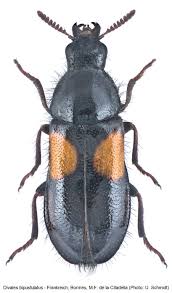 Attēlu rezultāti vaicājumam “Dasytidae”