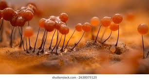 Attēlu rezultāti vaicājumam “Amaurochaete atra macro”