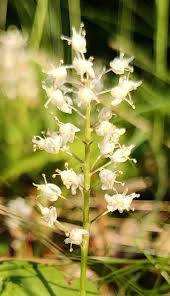 Attēlu rezultāti vaicājumam “Maianthemum bifolium”