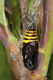 Attēlu rezultāti vaicājumam “Abraxas grossulariata larva”